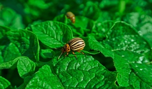 Борьба с колорадским жуком — по всем фронтам